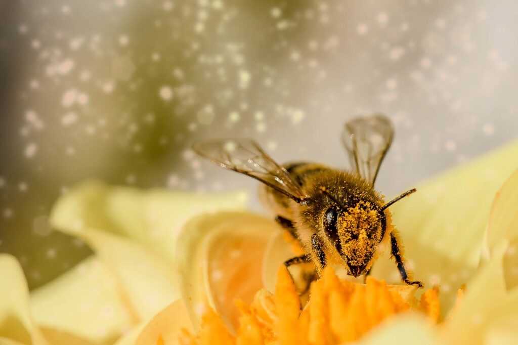 bee, flower, macro-1726659.jpg